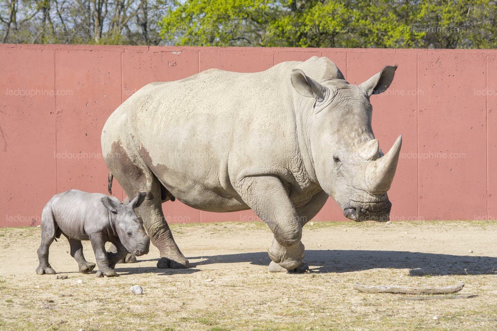  Basile – puiul de rinocer alb venit pe lume într-un parc zoologic din Franța