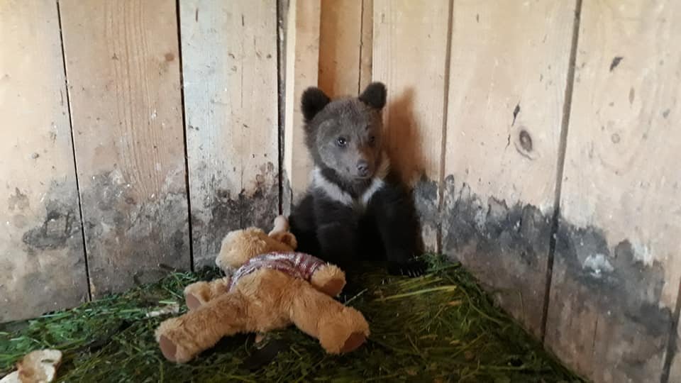  FOTO: Pui de urs orfan, salvat şi învăţat să se descurce. A primit și o jucărie de pluș