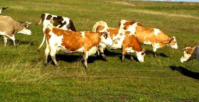  Producătorii agricoli pot obţine o certificare pentru rasele de animale autohtone