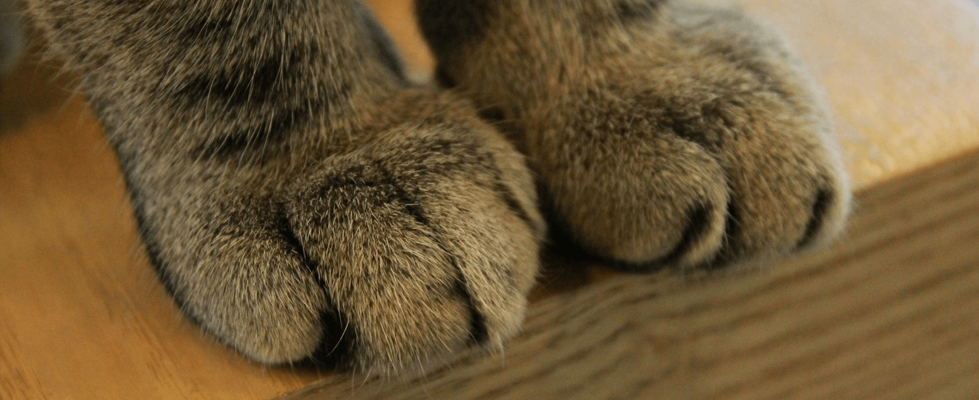  Tăierea ghearelor pisicilor ar putea fi interzisă, fiind dureroasă pentru acestea