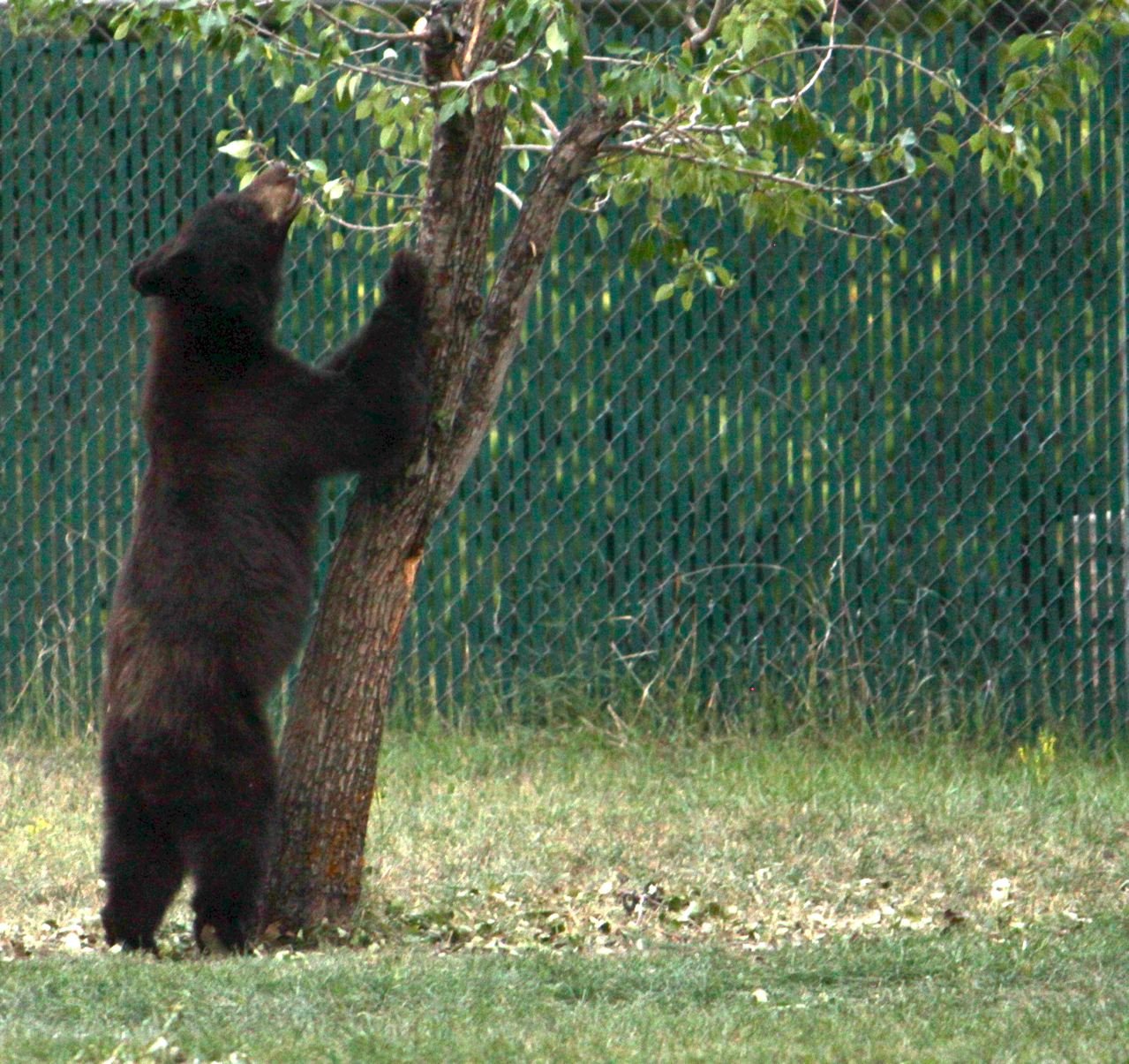  Un urs crud aşteaptă să se coacă turiştii din copacul în care s-au refugiat!