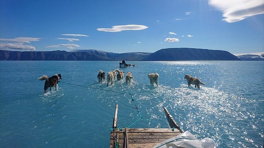  Topirea gheţii, devenită virală online. Săniile trase de câini…trec prin apă