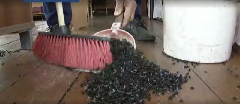  VIDEO: Invazie de muște într-un sat rusesc. Se strâng cu găleată din casă