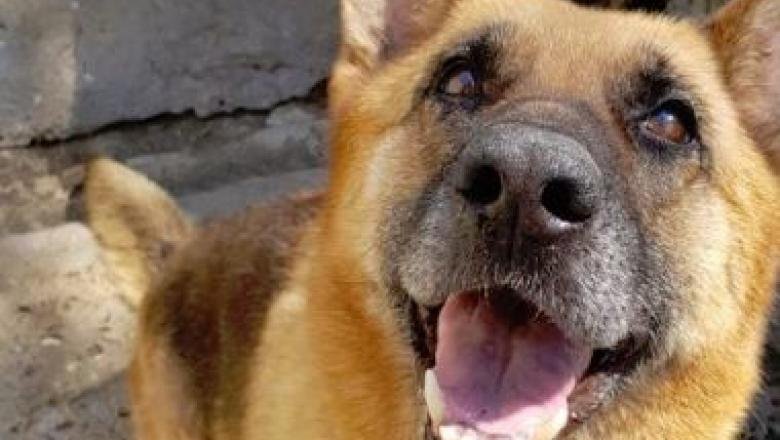  Se caută stăpân pentru Muha, un câine polițist pensionat, antrenat să găsească droguri