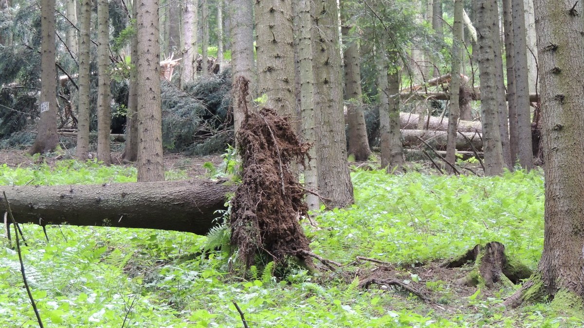  GALERII FOTO: Pădure distrusă de o vijelie. Copaci smulși din rădăcină