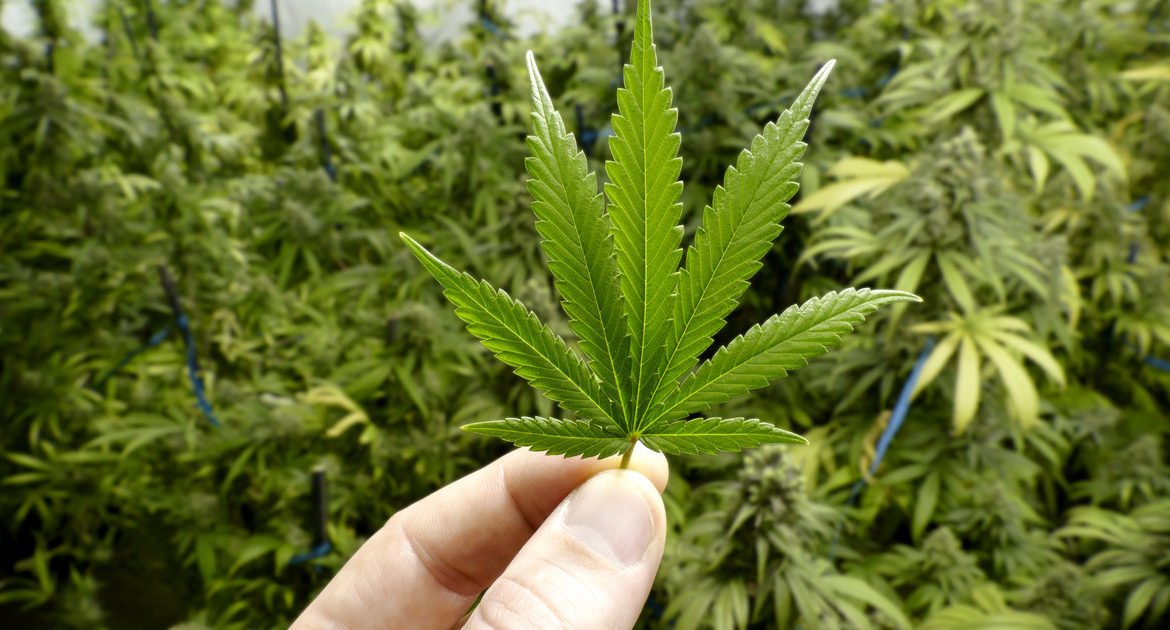  STUDIU: Adolescenţii consumă mai puţin cannabis în statele unde acesta este legal