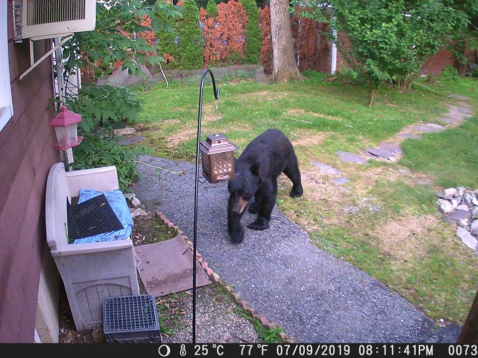  (VIDEO) Un câine curajos apăra casa vecinilor de un urs flămând