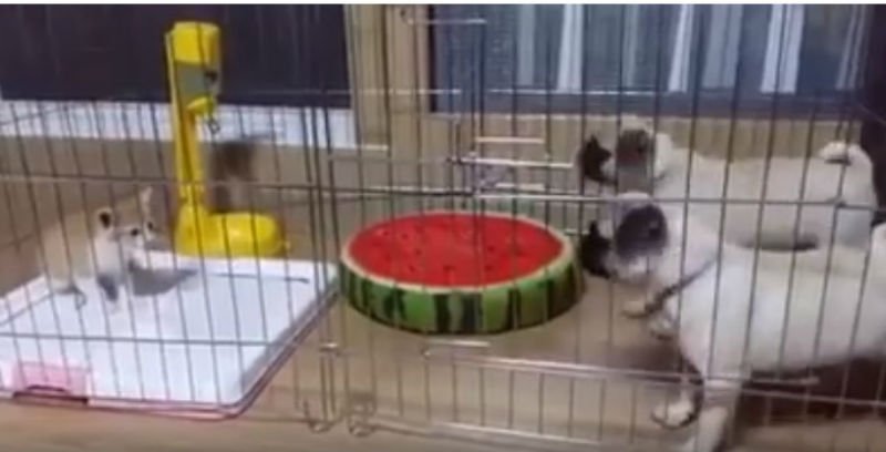  (VIDEO) Puțin tupeu nu strică! O pisicuță bagă frica în doi căței