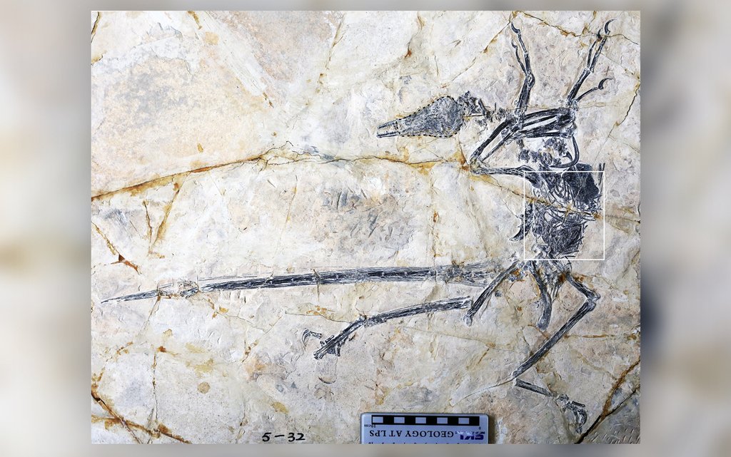  Ultima masă a unui dinozaur cu pene, mort în urmă cu 120 de milioane de ani