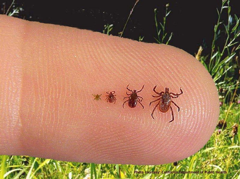  Anchetă: Epidemia bolii Lyme, experiment cu arme biologice scăpat de sub control?
