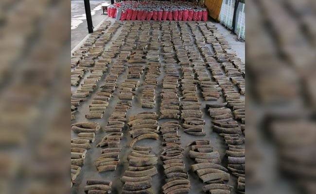  Cantitate record de fildeş, provenind de la circa 300 de elefanţi, confiscată