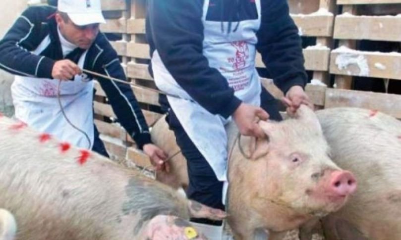  Peste porcină urcă în Moldova. Două focare noi în județul Galați