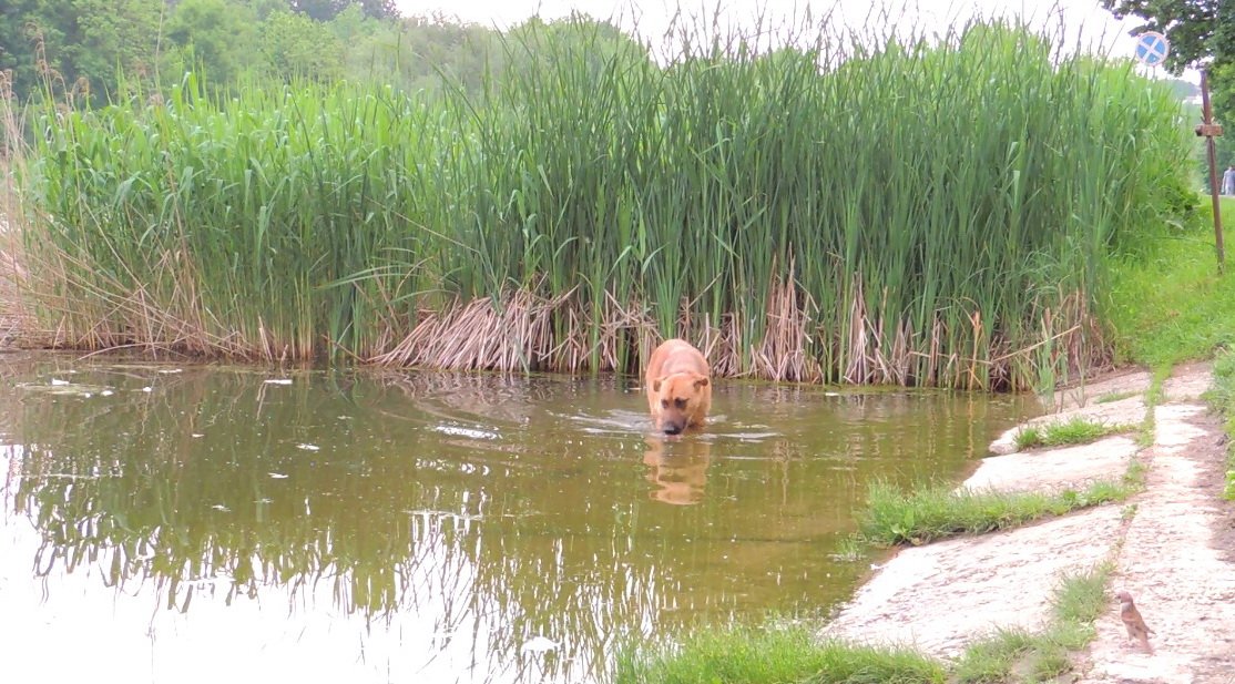  VIDEO: Un câine simpatic s-a răcorit în lacul din Grădina Botanică