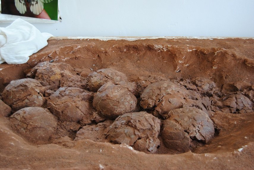  Cuiburi de ouă de dinozaur descoperite în România, prezentate la  Dino Parc Râşnov