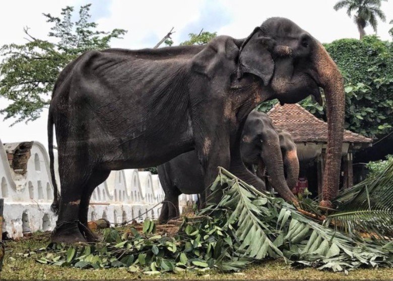  FOTO: Un elefant numai piele si os, de 70 de ani, forţat să defileze la spectacole