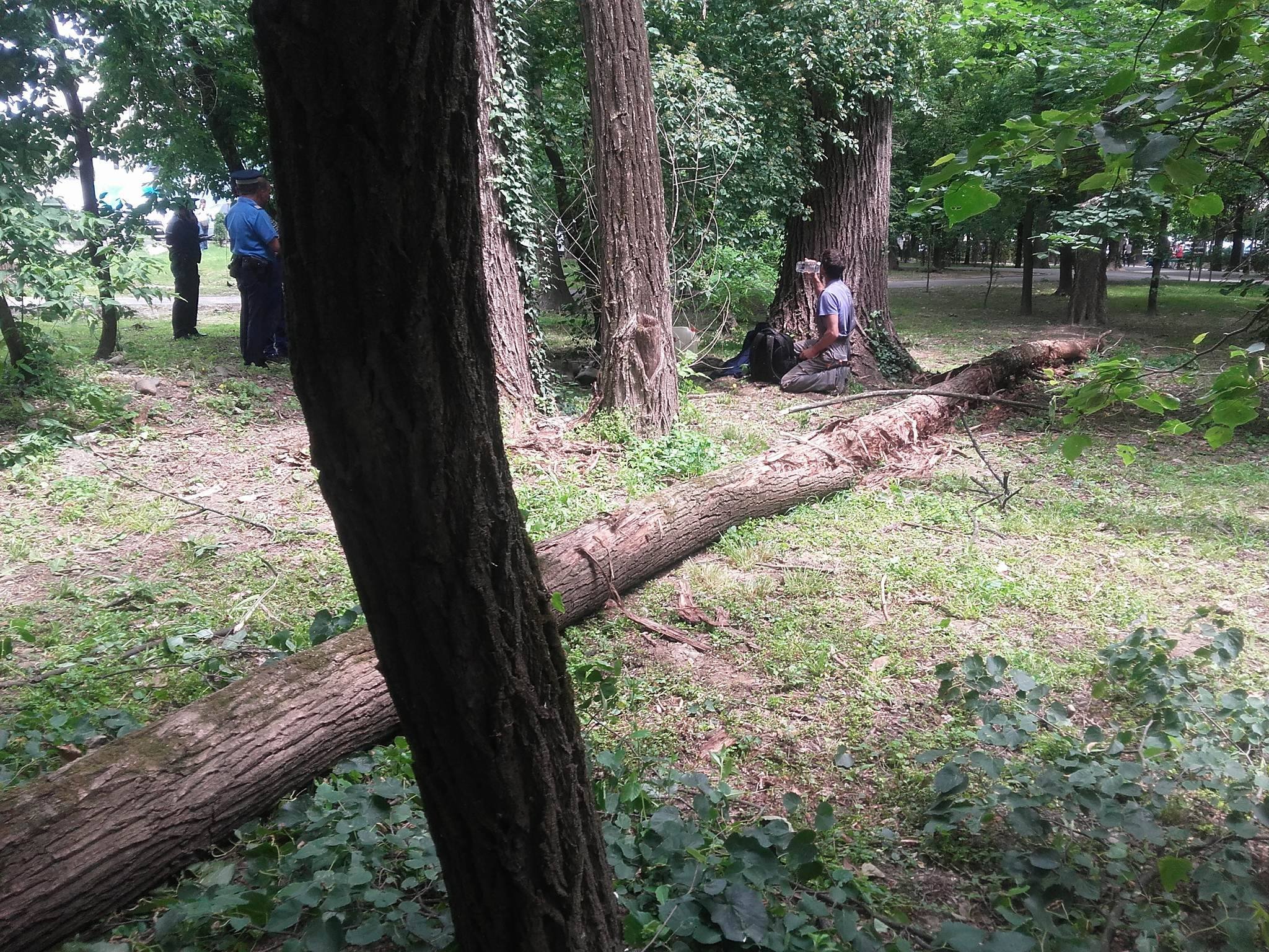  Doi copii în stare gravă după ce un copac toaletat  a căzut peste ei în parc