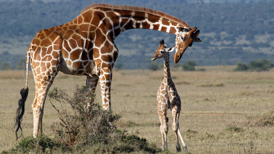  Girafele ar putea fi incluse în categoria speciilor pe cale de dispariție