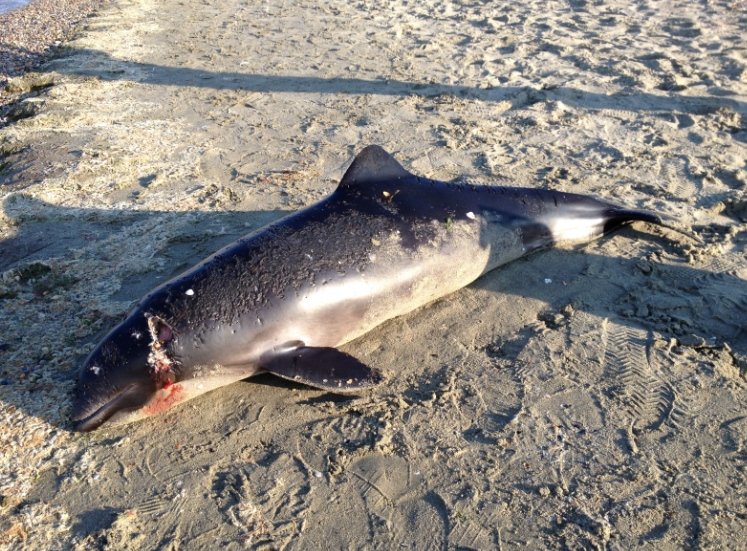  Cinci delfini au fost găsiţi morţi pe plajele turistice româneşti în ultima săptămână