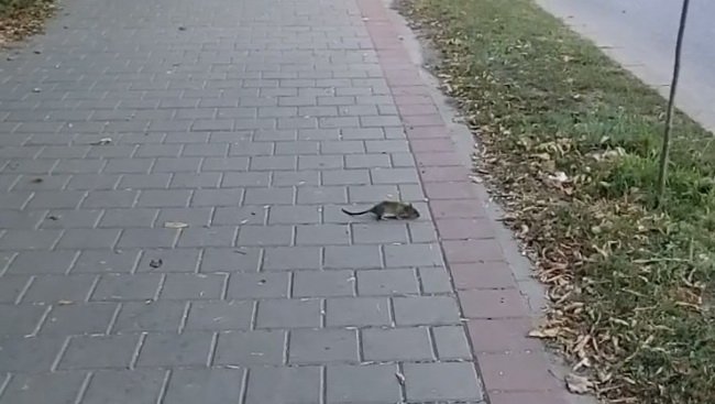  VIDEO: Întâlnire cu un șobolan curios pe un trotuar din Iași