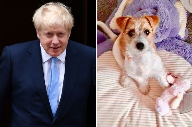  Premierul britanic a adoptat un căţel salvat de o organizaţie de protecţie a animalelor şi l-a primit în Downing Street