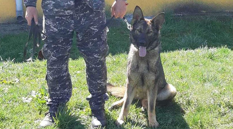  Bărbat găsit în ultima clipă, pe fundul unei râpe, cu ajutorul unui câine polițist din Botoșani
