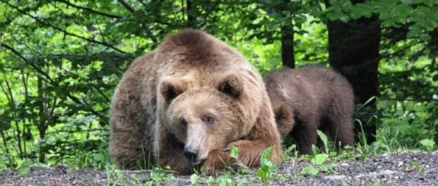  Un turist polonez a scăpat, ca prin minune, după ce a fost atacat de o ursoaică agresivă cu pui