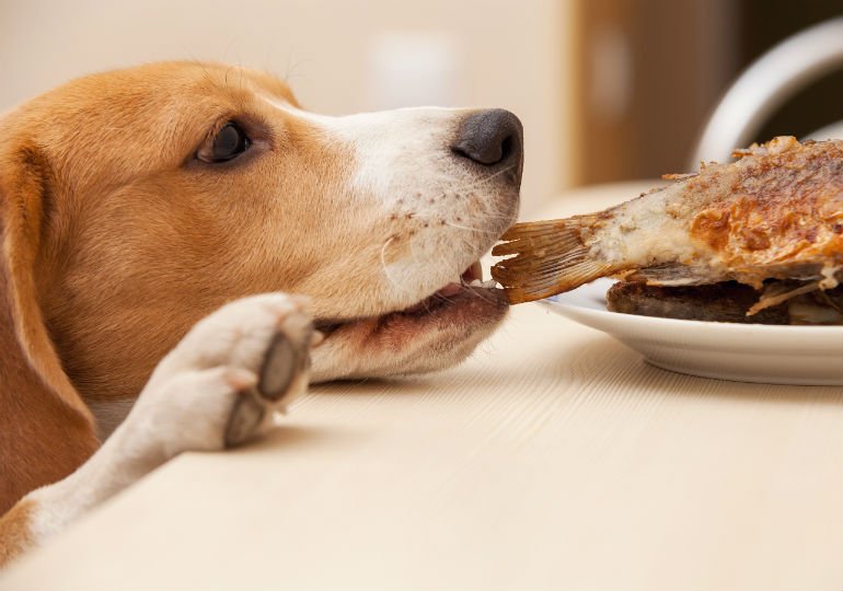  Alimentele pe care câinele tău nu trebuie să le consume niciodată