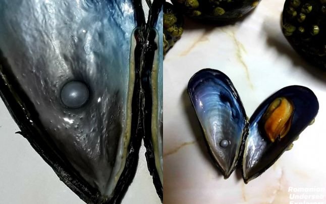  O perlă neagră, extrem de rară, descoperită în Marea Neagră