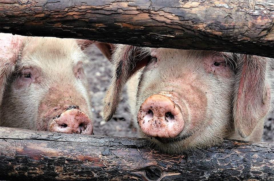  ALERTĂ! Două cazuri de pestă porcină în Iași. Zonă de supraveghere, filtre auto