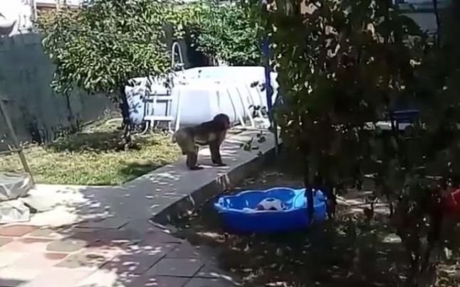  Cele cinci maimuţe confiscate din Bucureşti au ajuns la Grădina Zoologică din Târgu Mureş