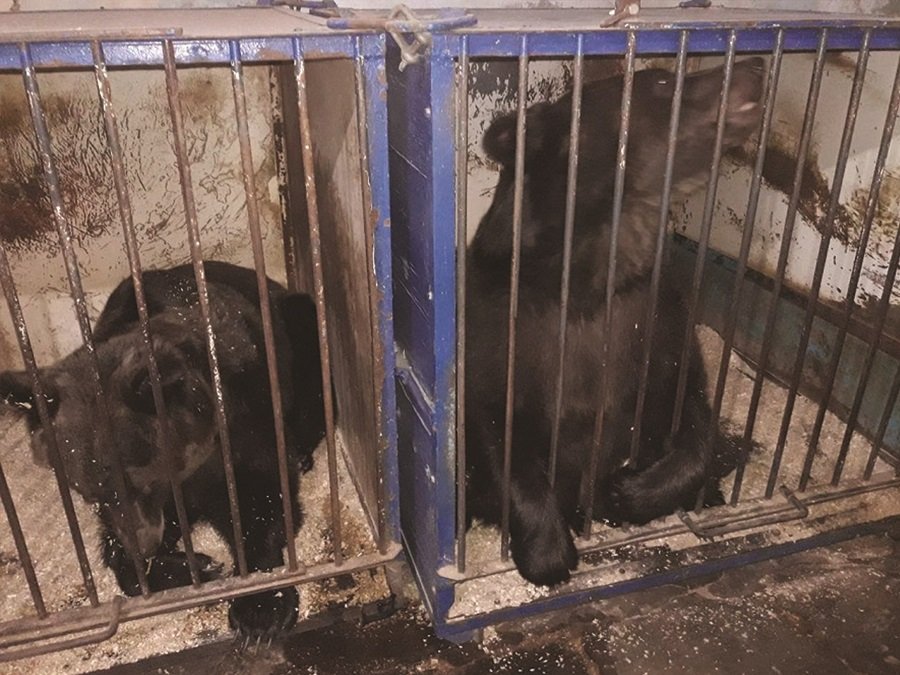  Două ursoaice care au trăit la circ, eliberate în Sanctuarul de la Zărneşti