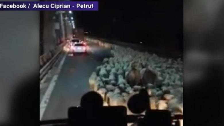  (VIDEO) Autostrada Soarelui blocată de o turmă cu sute de oi