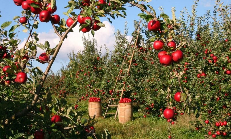  România, pe primele locuri din UE la suprafața cultivată cu legume și mere. Producția nu este, însă, în top