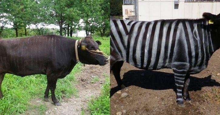  VIDEO Au pictat vacile în zebre ca să alunge insectele :)