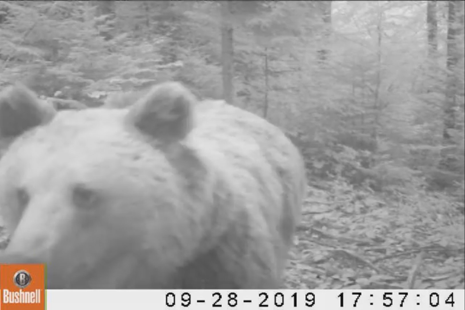  Ce se întâmplă când un urs descoperă o cameră de monitorizare? Imagini inedite