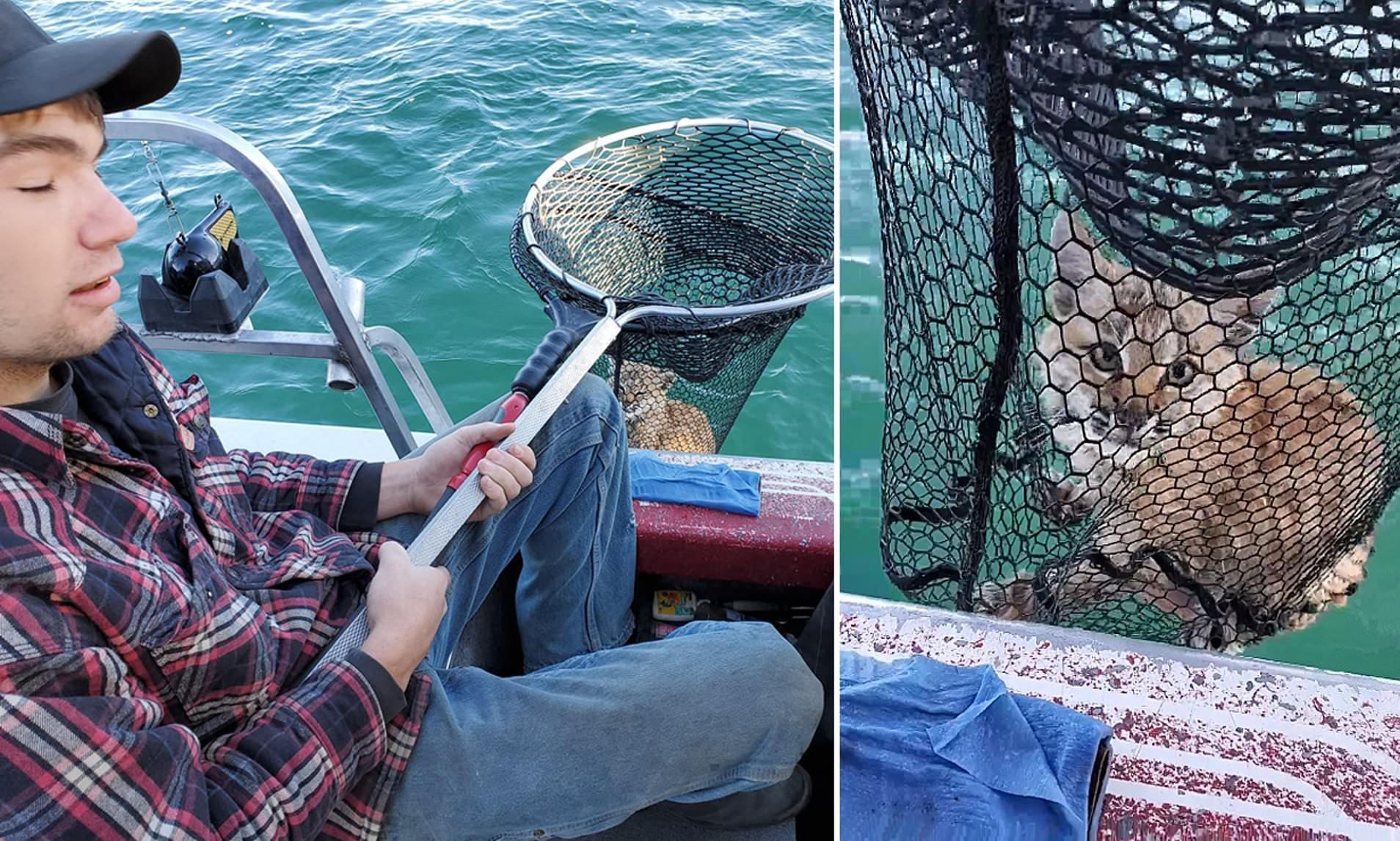  VIDEO  Doi americani au pescuit un pui de linx în mijlocul unui lac