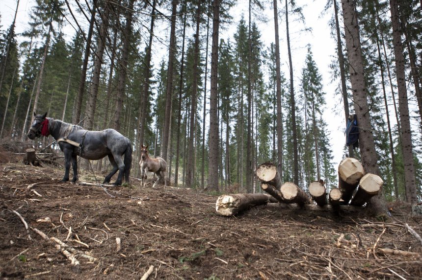  Der Spiegel: Cine tulbură afacerea tăierilor ilegale de lemn în România își riscă viața