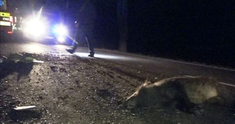  FOTO Un șofer care conducea pe DN71 s-a trezit cu un porc mistreț de 100 de kilograme în mașină