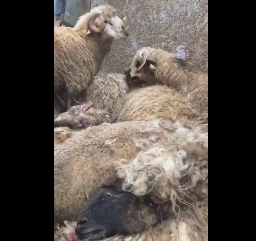  VIDEO: Imagini cutremurătoare cu oile de pe vaporul morţii!