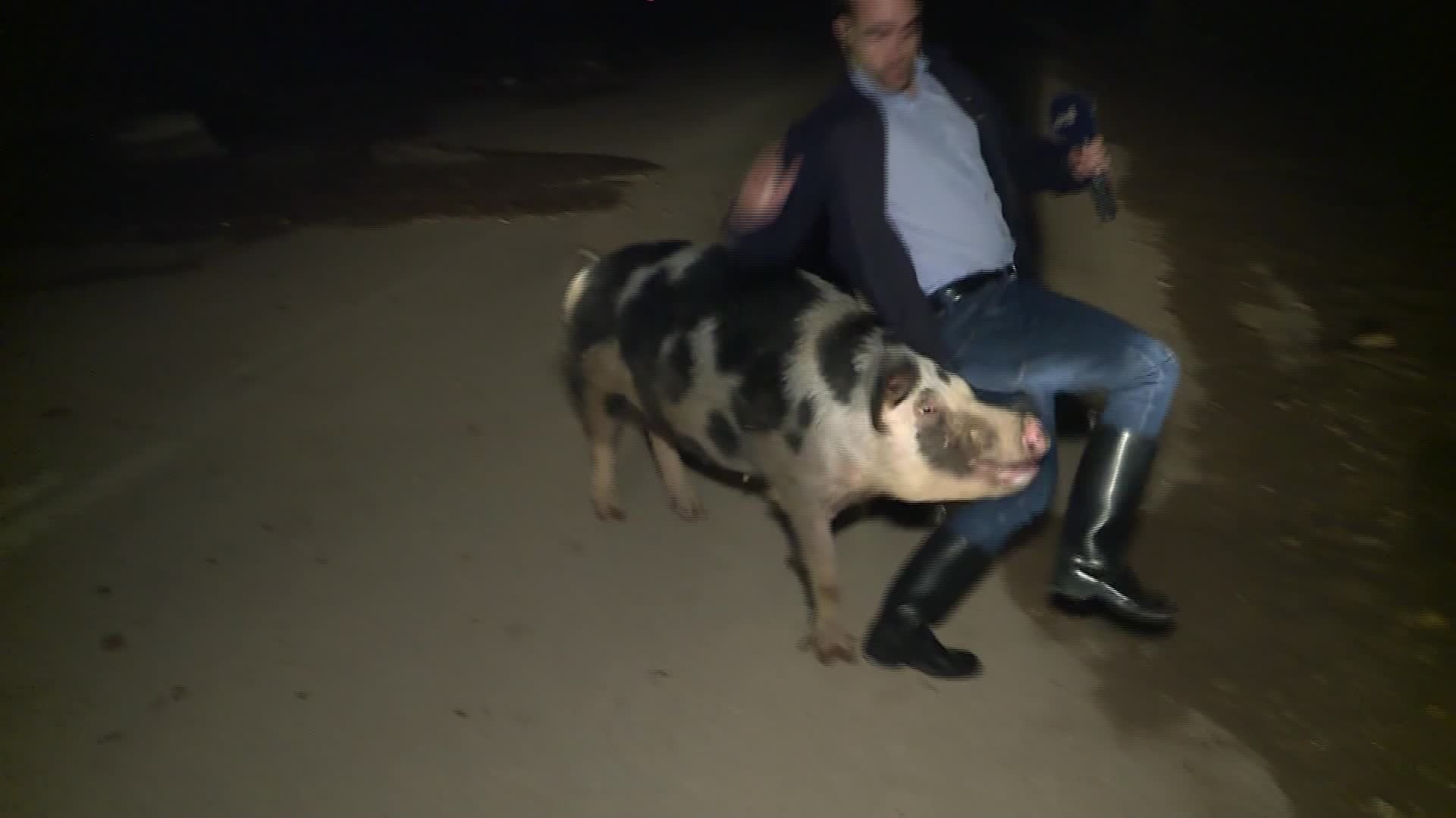  VIDEO Jurnalist fugărit insistent de un porc în timpul unei transmisiuni live