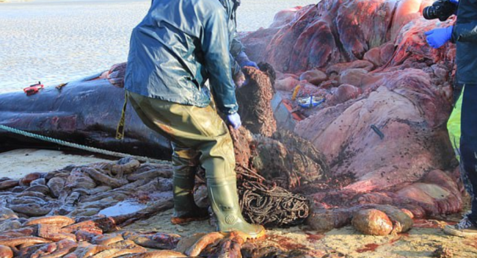  100 kg de deşeuri în stomacul unui caşalot care a murit după ce a eşuat pe o insulă