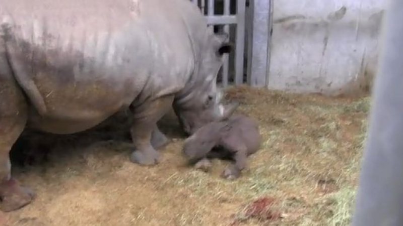  Inedit! Un pui de rinocer alb s-a născut în parcul belgian Pairi Daiza