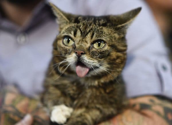  A murit LiL BUB, una dintre cele mai faimoase pisici de pe internet