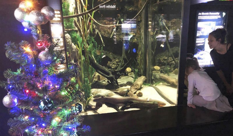  VIDEO Țiparul Wattson furnizează energie electrică pentru decorațiunile de Crăciun de lângă acvariul lui
