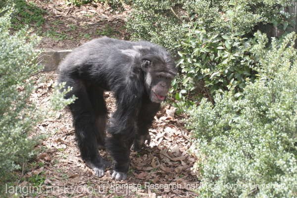  Studiu: Cimpanzeii simt ritmul muzicii şi sunt capabili să danseze