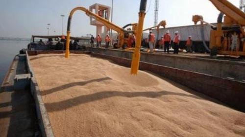  Egiptul a cumpărat 120.000 de tone de grâu din România la un preţ de 245,59 dolari pe tonă, inclusiv livrarea