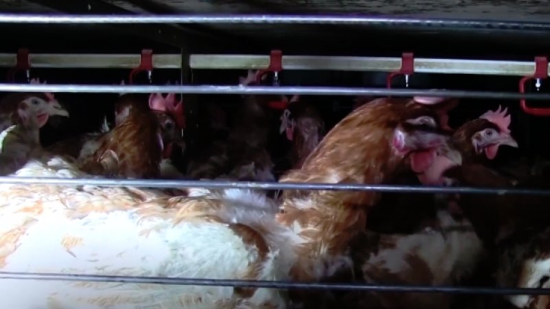  Mii de păsări din ferma în care a fost confirmată gripa aviară vor fi arse
