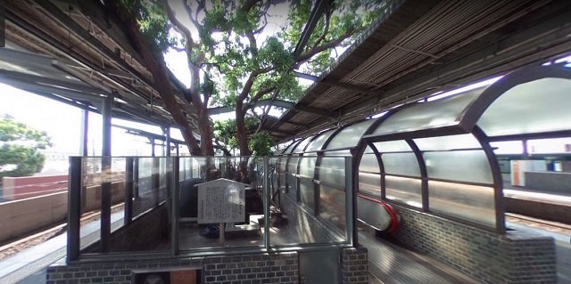 O gară din Japonia a fost proiectată în jurul unui copac bătrân de 700 de ani