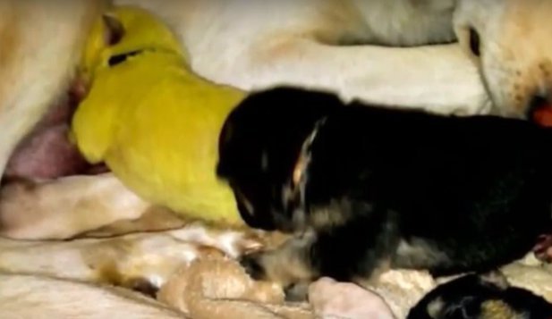  VIDEO Un ciobănesc german a dat naştere unui pui complet verde