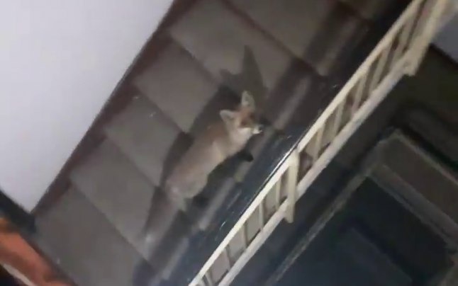  VIDEO: O vulpe a înnoptat în scara unui bloc. Avertismentul specialiștilor